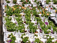 Greenhouse
